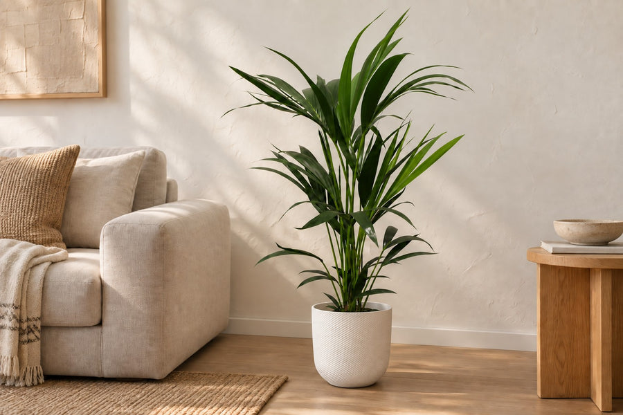 Howea Forsteriana 100cm - ø21