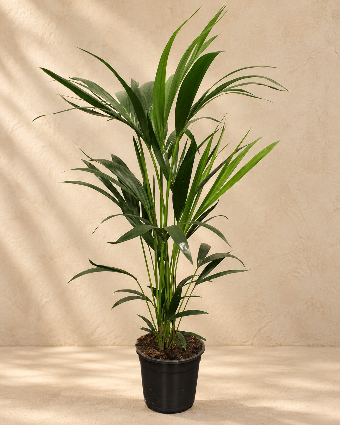 Kentiapalm (Howea forsteriana), 100 cm hög i en 21 cm odlingskruka