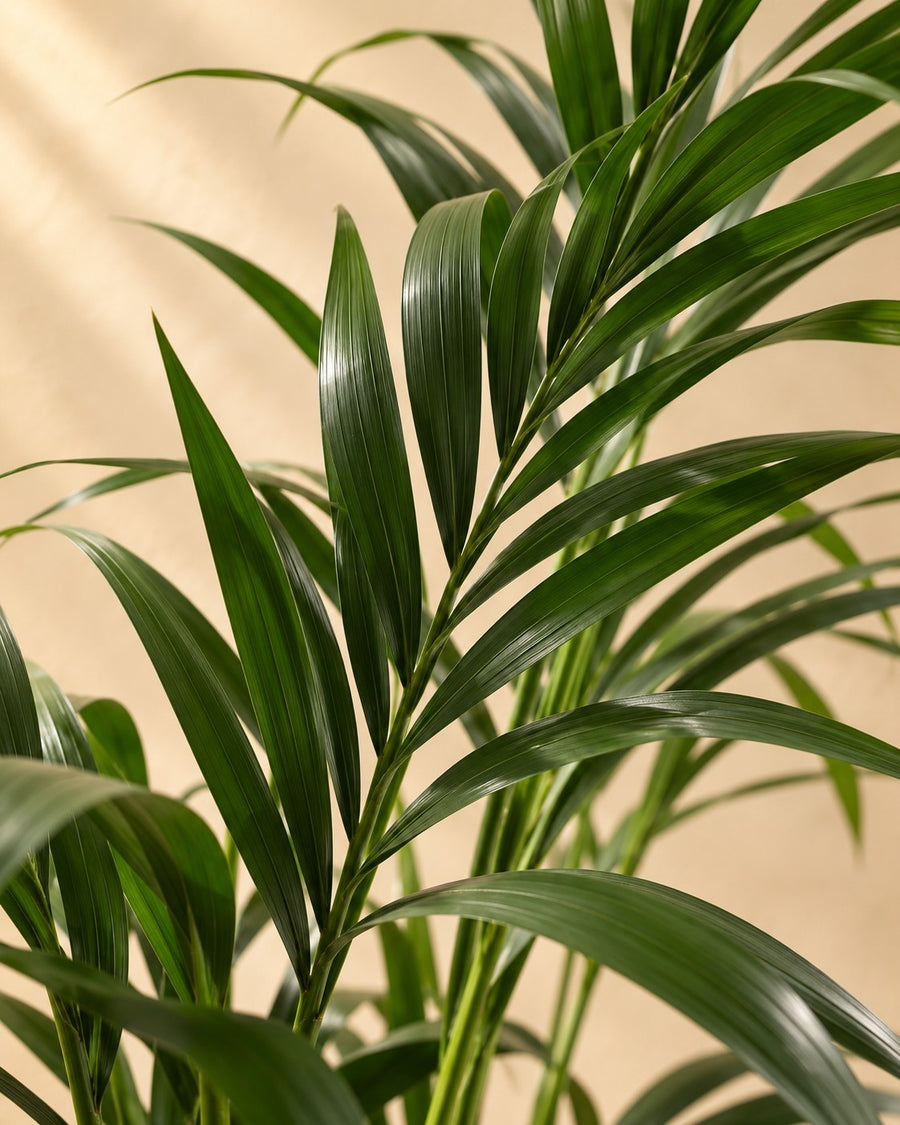Palma Kentia (Howea forsteriana) 110 cm di altezza, vaso ø21 cm