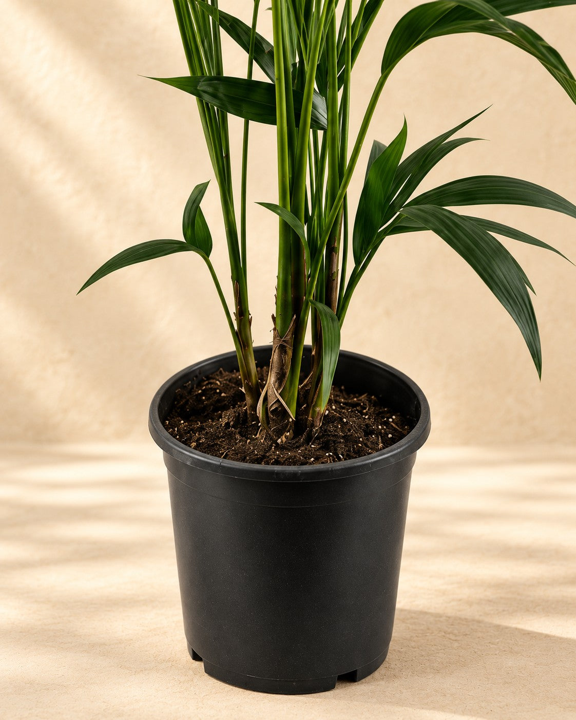 Parte bassa di Palma Kentia (Howea forsteriana) con il vaso di coltivazione