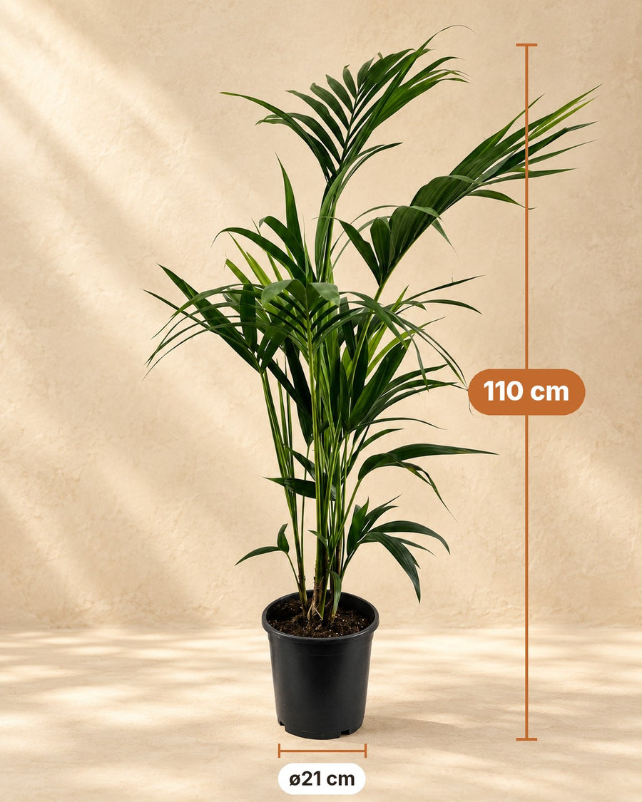 Palma Kentia (Howea forsteriana) 110 cm di altezza, vaso ø21 cm