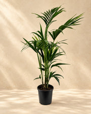 Palma Kentia (Howea forsteriana), alta 110 cm in vaso di coltivazione da 21 cm