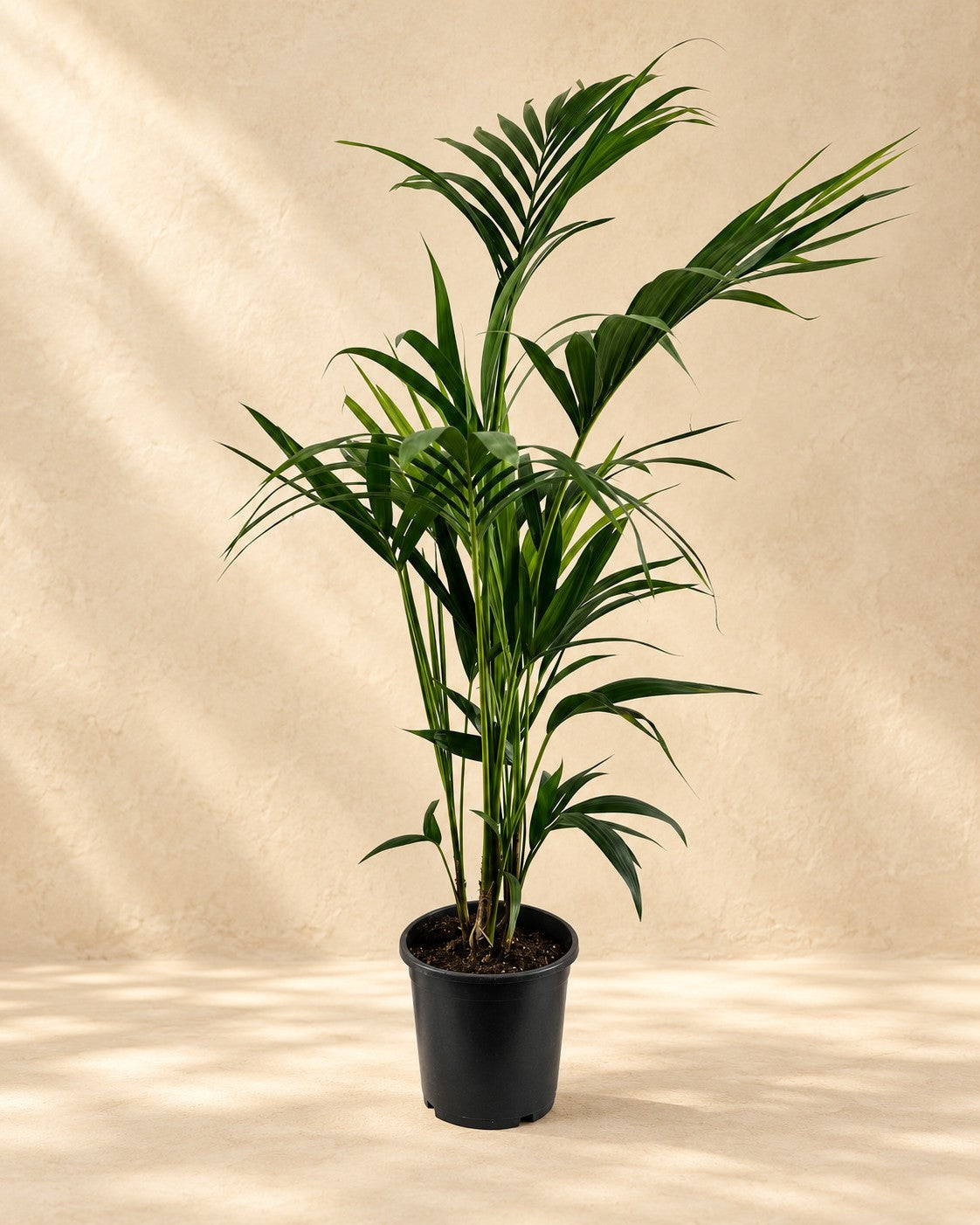 Palma Kentia (Howea forsteriana), alta 110 cm in vaso di coltivazione da 21 cm