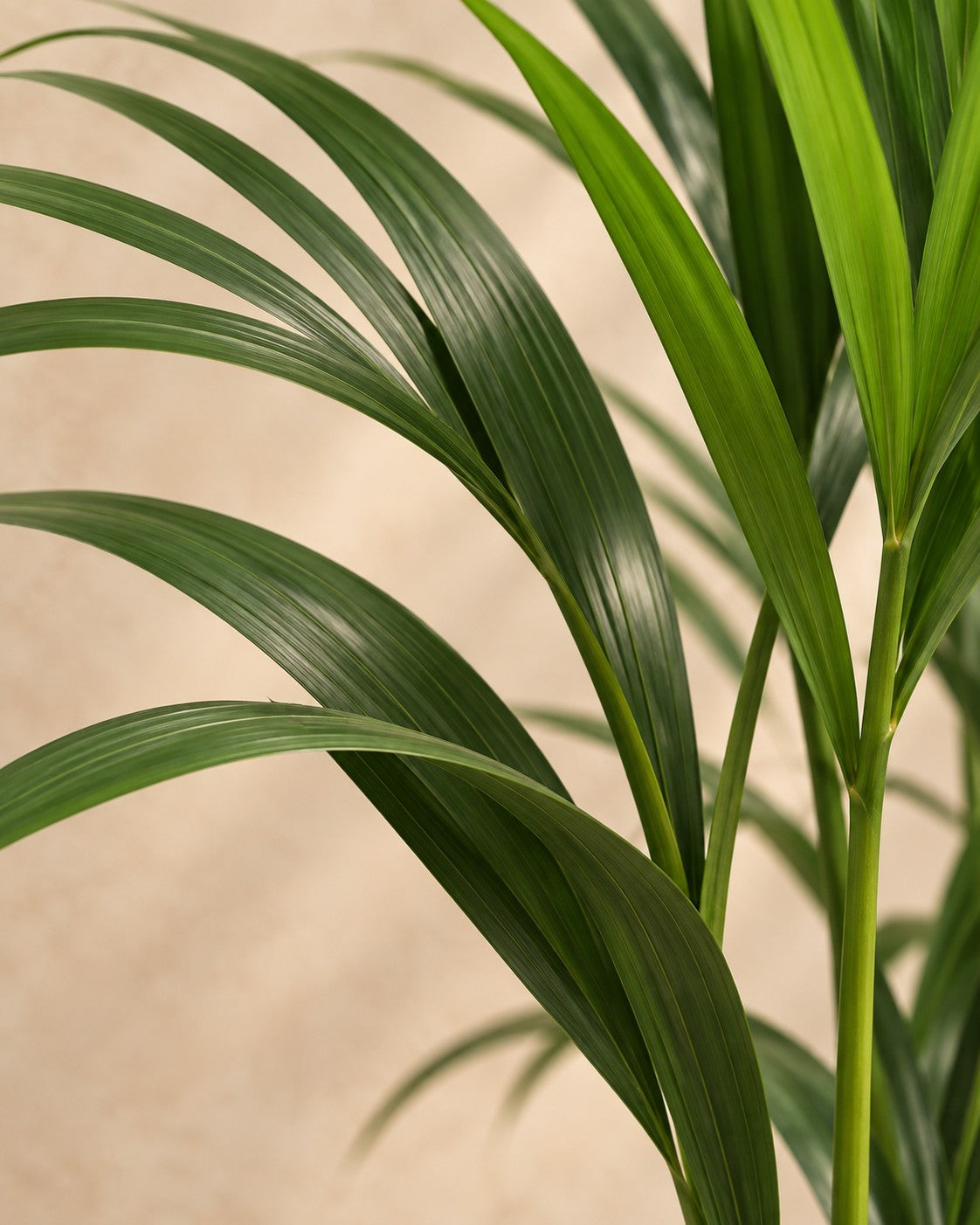Gros plan sur les feuilles de Howea Forsteriana