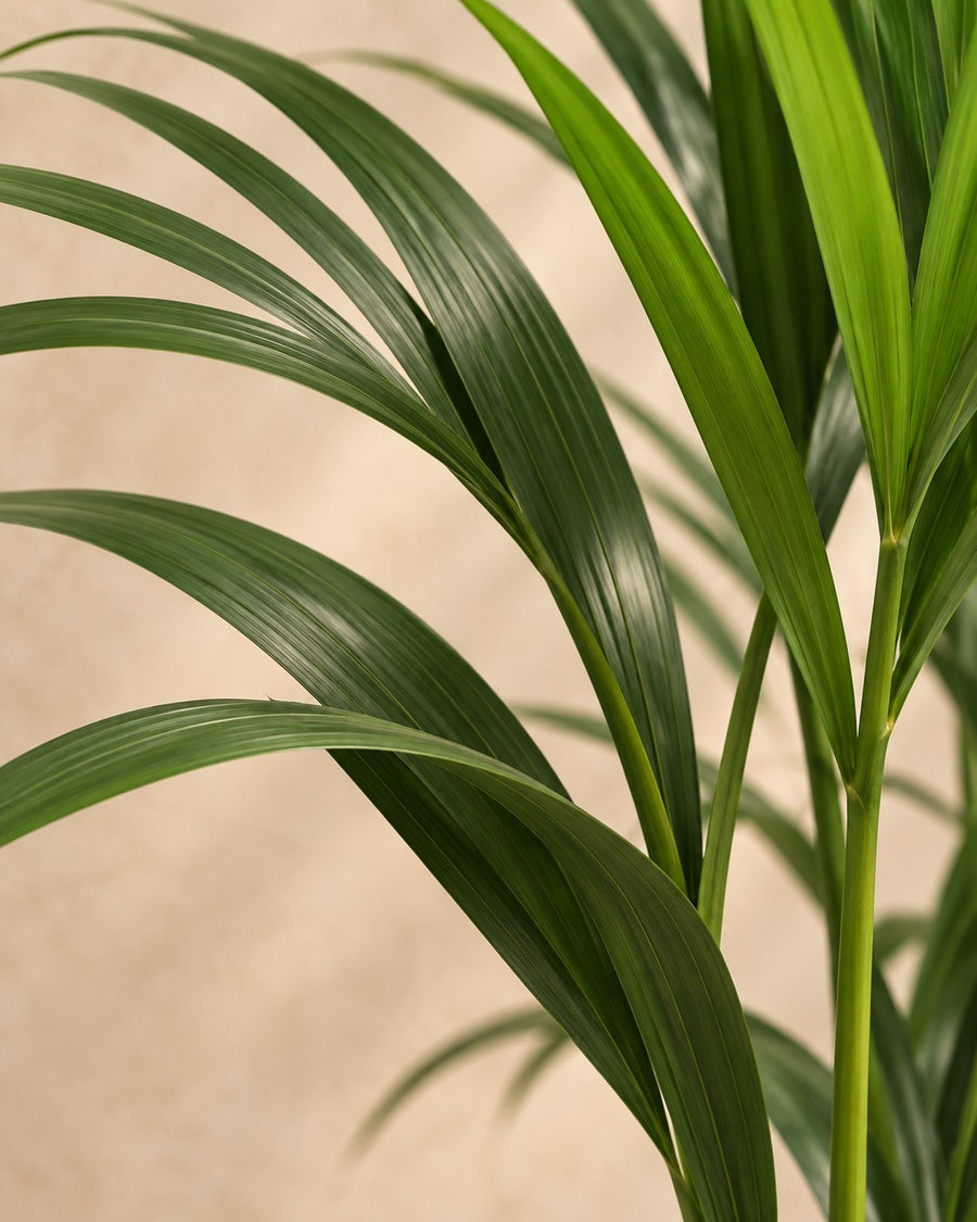 Howea Forsteriana 120cm - ø21
