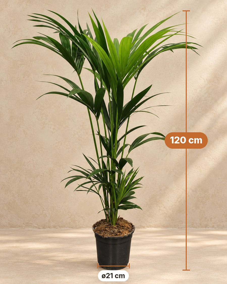 Howea Forsteriana 120cm - ø21