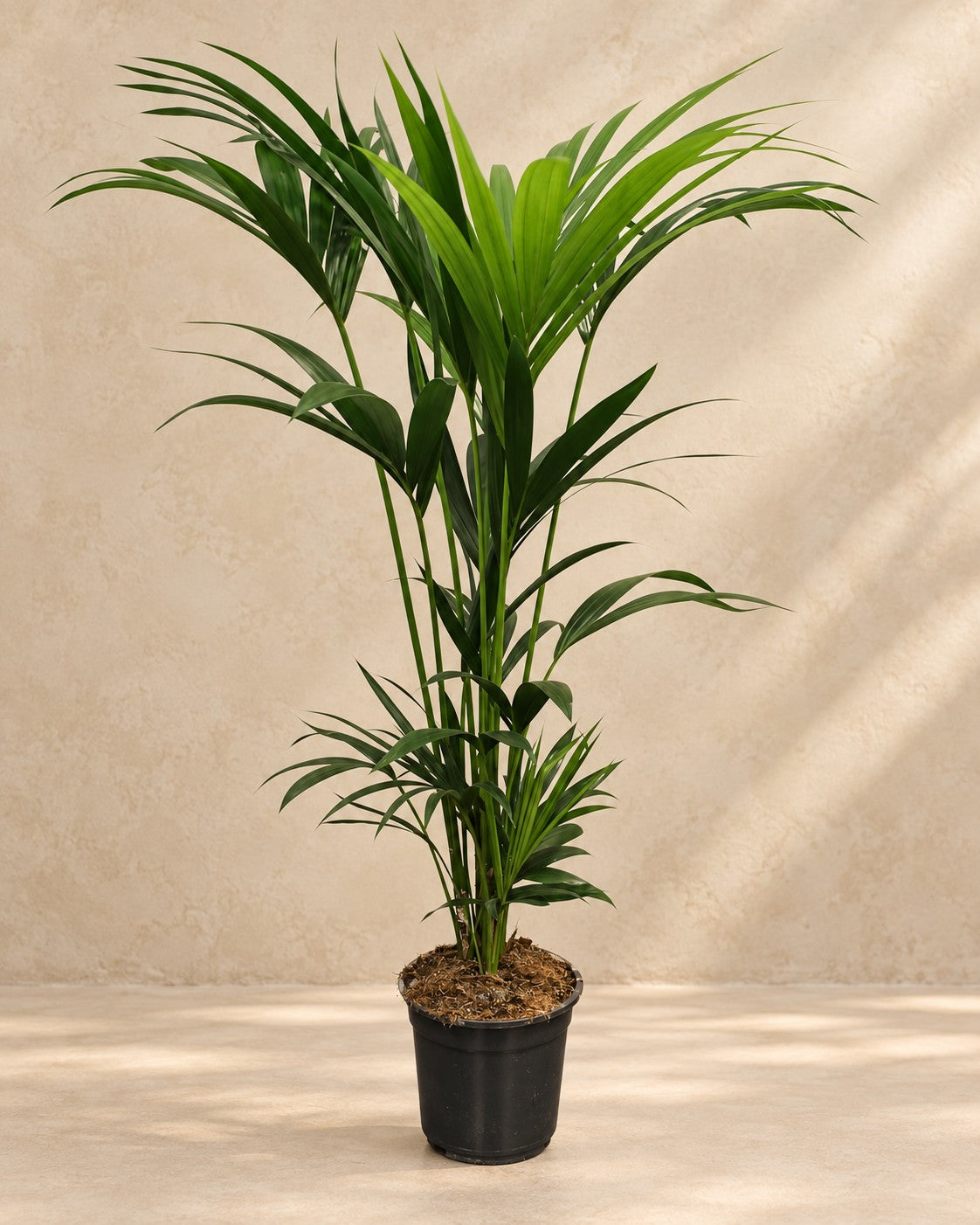 Kentiapalm (Howea forsteriana) van 120 cm hoog in kweekpot van 21 cm
