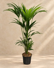Howea Forsteriana, 120 cm de haut en pot de culture de 21 cm