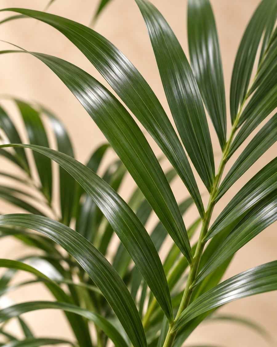 Palma Kentia (Howea forsteriana) 170 cm di altezza, vaso ø27 cm