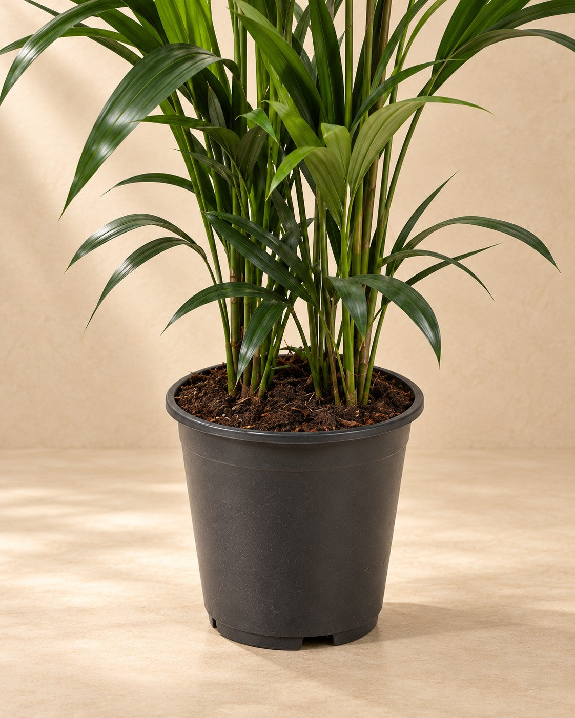 Parte bassa di Palma Kentia (Howea forsteriana) con il vaso di coltivazione