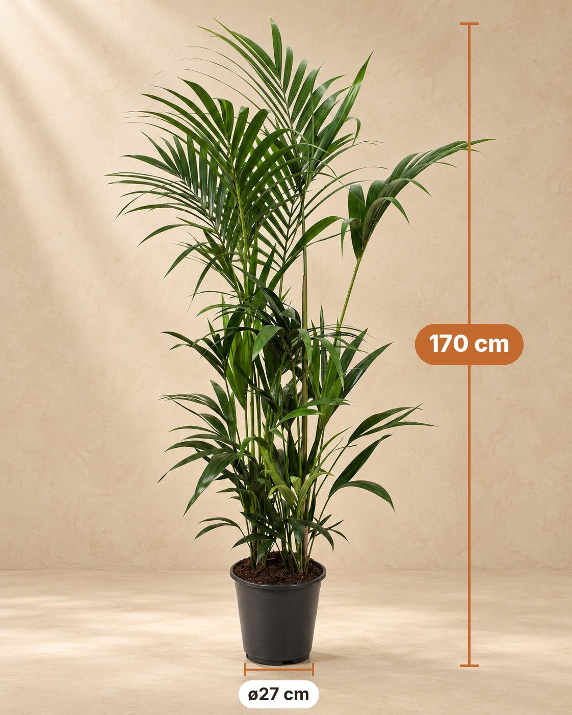 Dimensioni Palma Kentia: altezza 170 cm, vaso ø27 cm