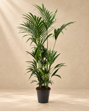 Palma Kentia (Howea forsteriana), alta 170 cm in vaso di coltivazione da 27 cm