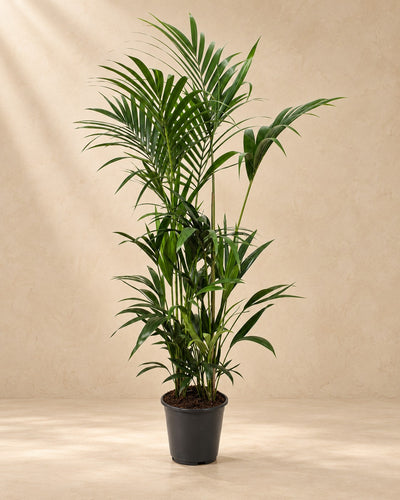 Palma Kentia (Howea forsteriana), alta 170 cm in vaso di coltivazione da 27 cm