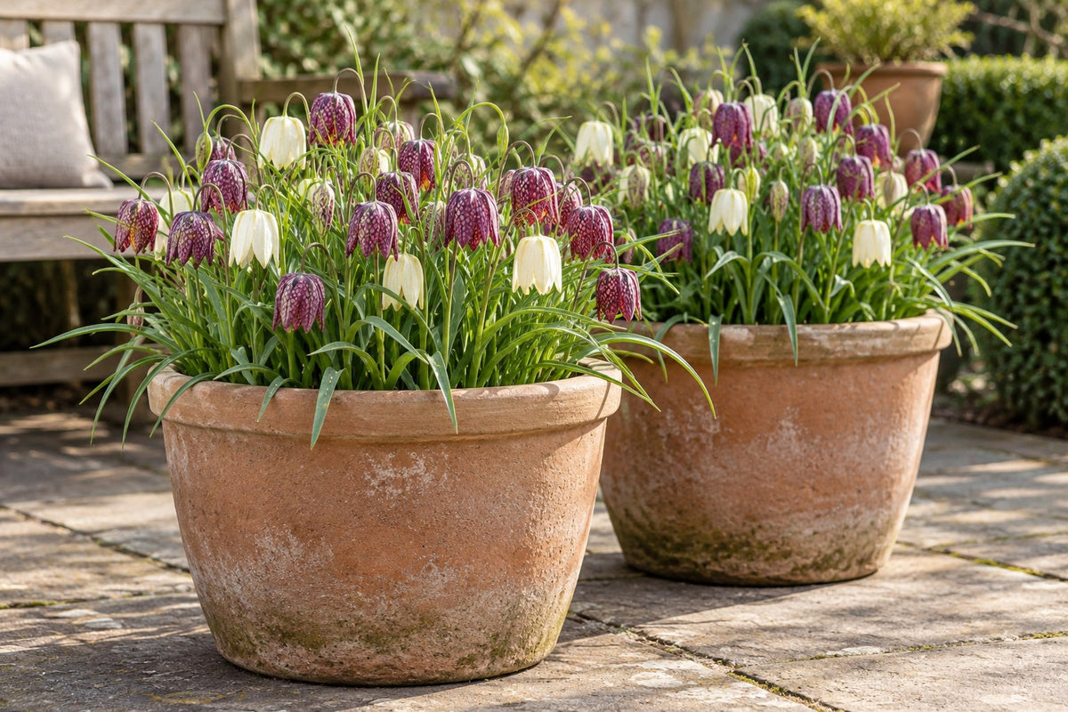Schachblumenzwiebeln Meleagris Mix in Blüte in Töpfen auf der Terrasse