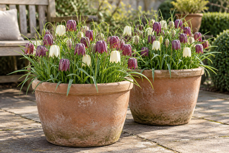 Schachblumenzwiebeln Meleagris Mix (Fritillaria)