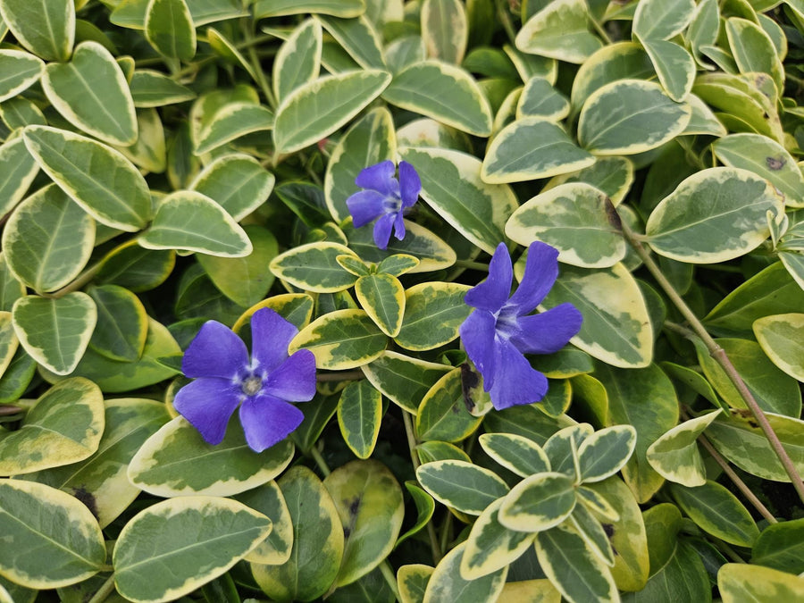 Pervinca minore 'Blue and Gold' (Vinca minor)