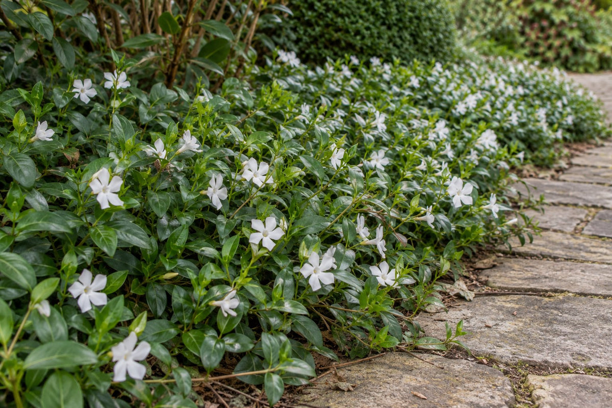 Liden singrøn 'Gertrude Jekyll' plantet i haven