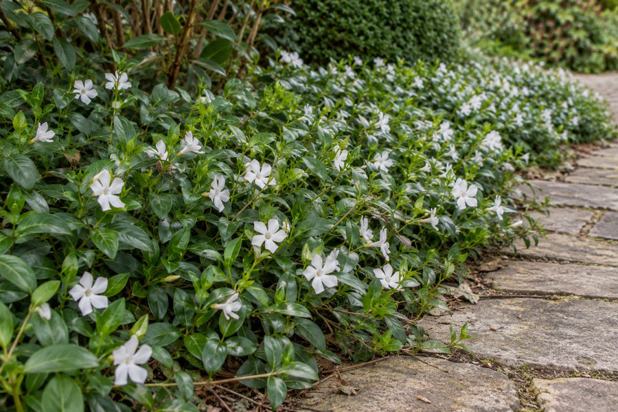 Liden singrøn 'Gertrude Jekyll' (Vinca minor)