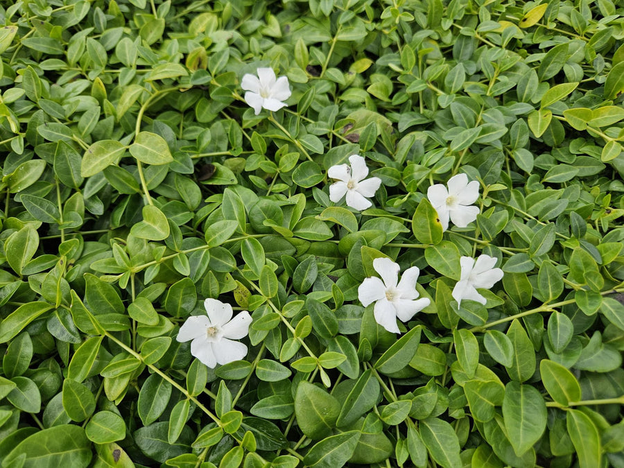 Liden singrøn 'Gertrude Jekyll' (Vinca minor)