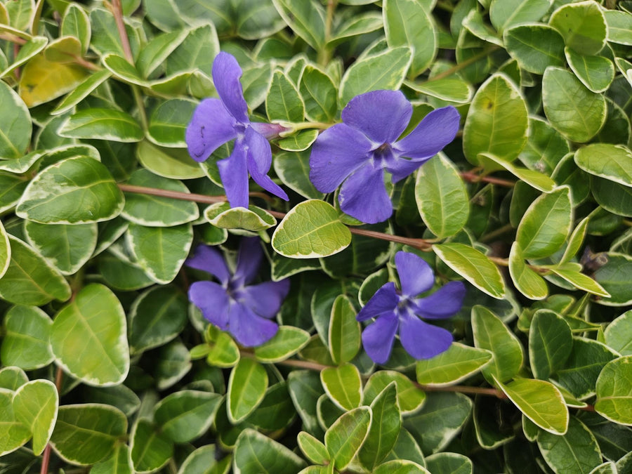 Lesser periwinkle 'Ralph Shugert' (Vinca minor)