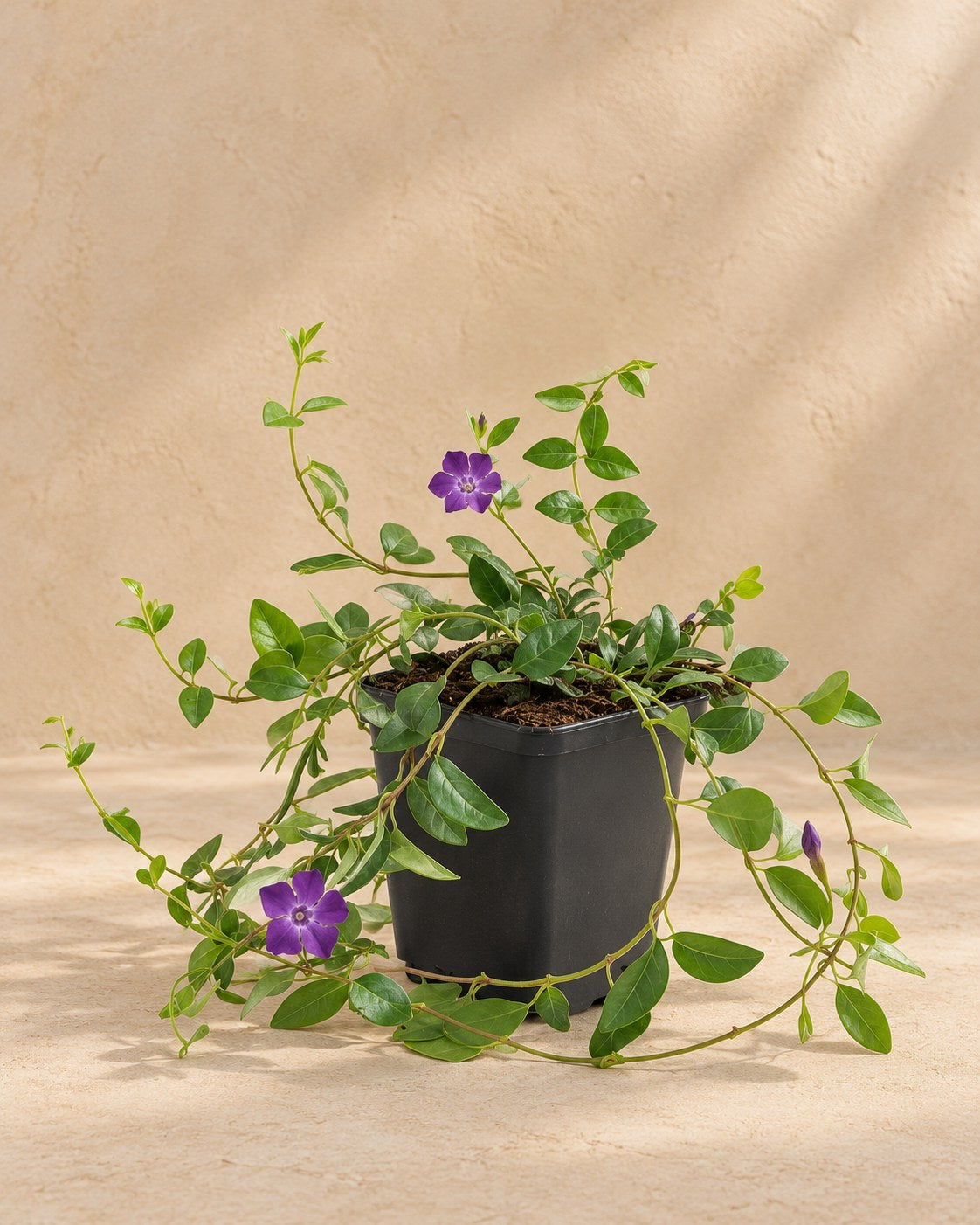 Vintergröna 'Atropurpurea' i odlingskruka