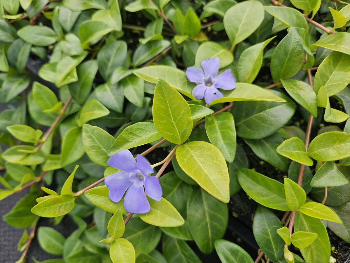 Petite pervenche 'La Grave' au jardin