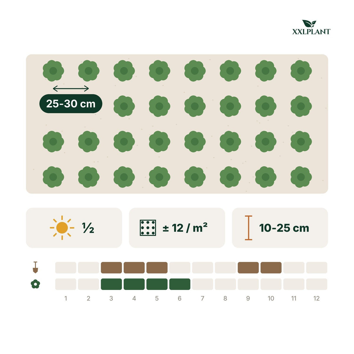 Plantkaart Kleine maagdenpalm: 25-30 cm uit elkaar, ongeveer 12 per m²