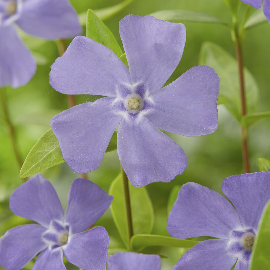 Barwinek pospolity (Vinca minor)