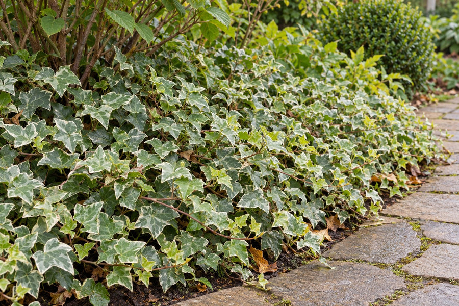 Vedbend 'Glacier' (Hedera helix)
