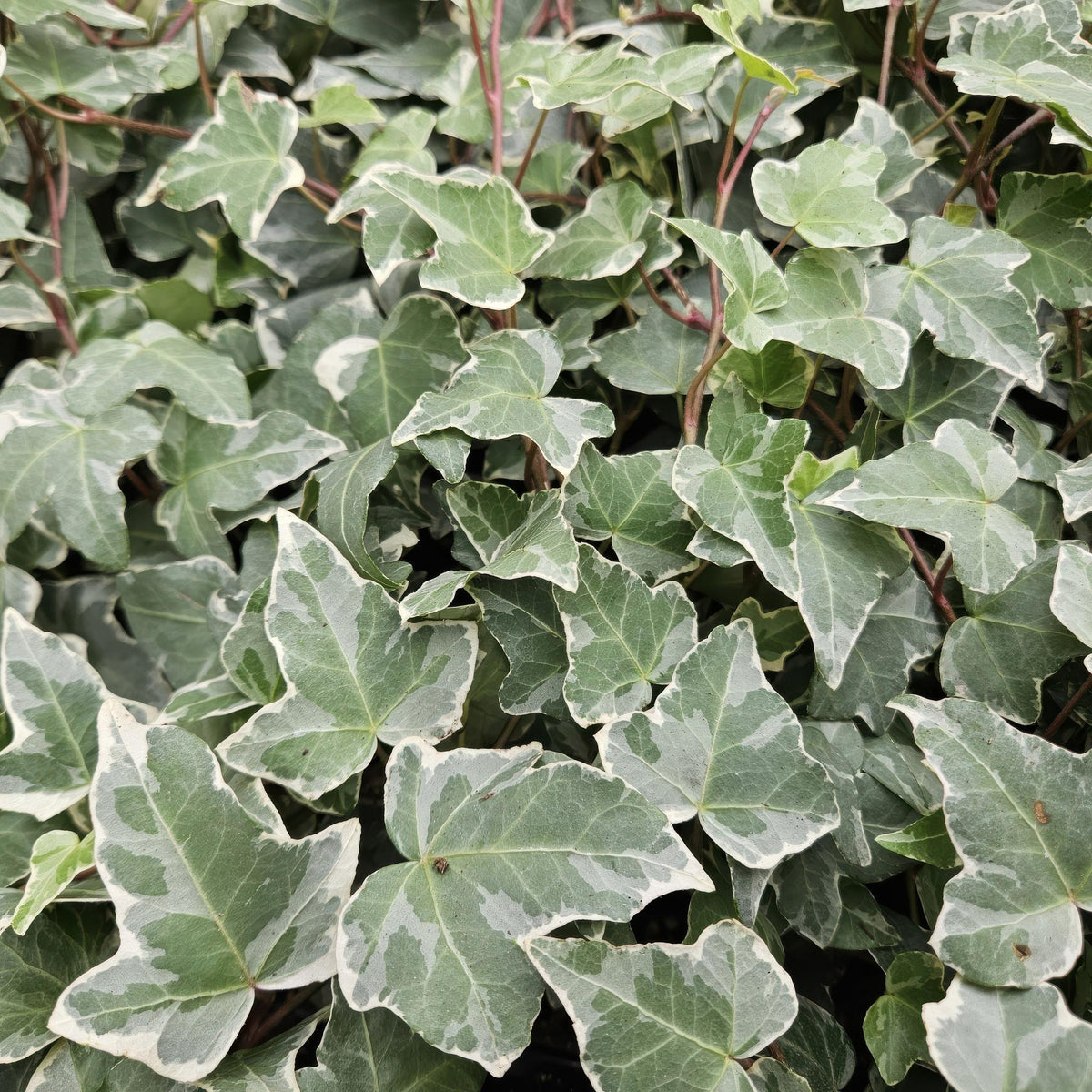 Efeu 'Glacier' im Garten