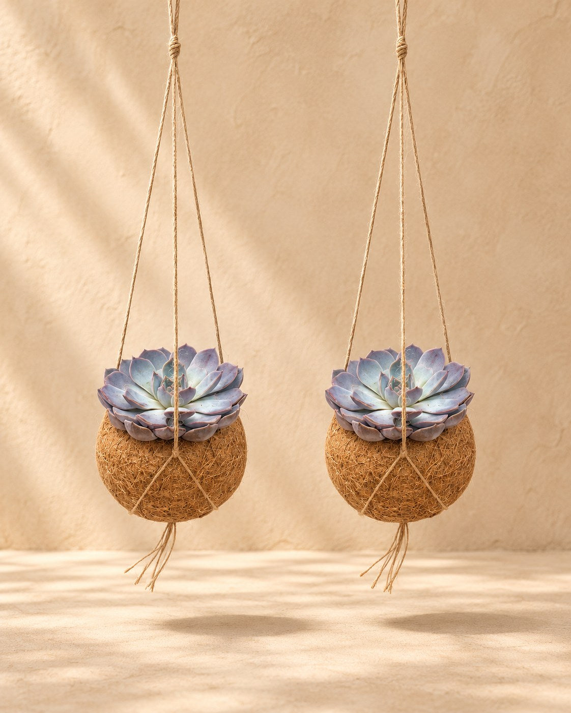 Kokodama Echeveria-Mix hängend, Kugel ø12 cm, Set mit 2