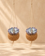 Kokodama Echeveria-Mix hängend, Kugel ø12 cm, Set mit 2