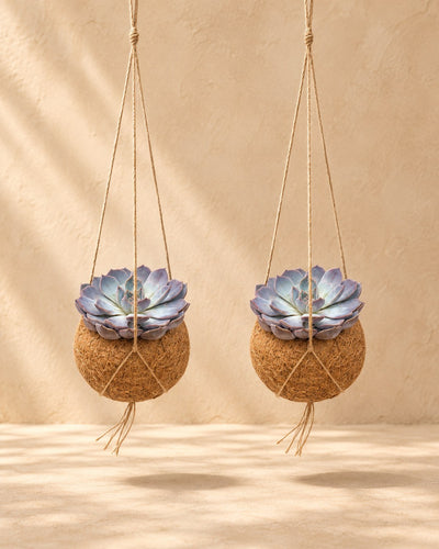 Kokodama Echeveria-Mix hängend, Kugel ø12 cm, Set mit 2