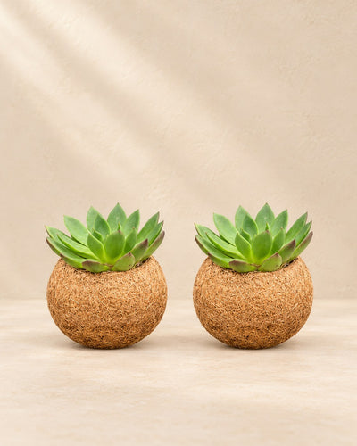 Kokodama mix di Echeveria in piedi, sfera ø12 cm, set da 2