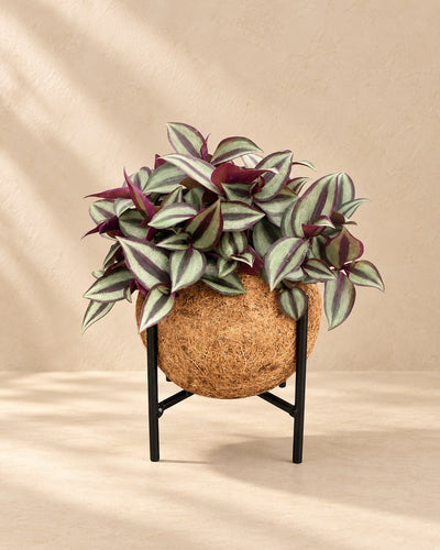 Kokodama erba zebra su supporto metallico, sfera ø15 cm