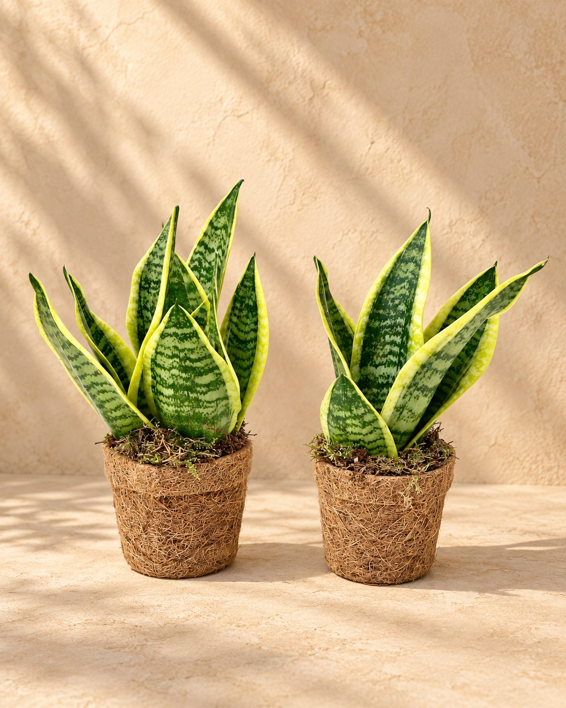 Vaso in cocco lingua di suocera 'Yellow' , ø13 cm, set di 2