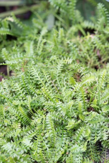 Fiederpolster im Garten