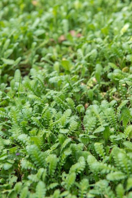 Koperknoopje in de tuin