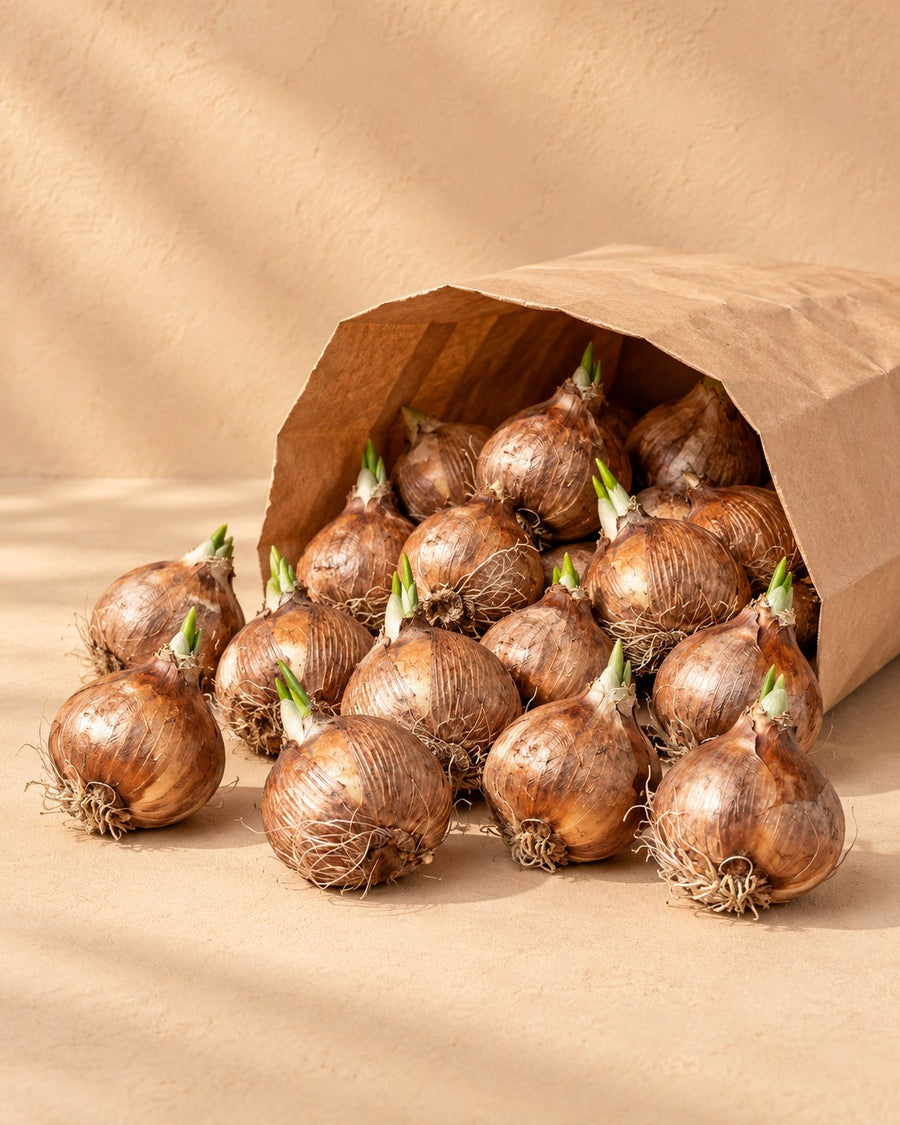 Krokusbollen Blue (Crocus)