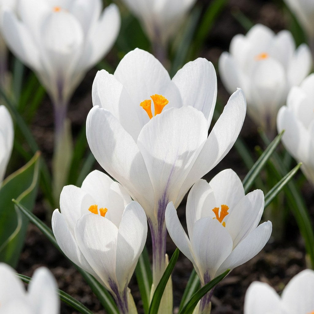 Bulbos de crocus White en flor