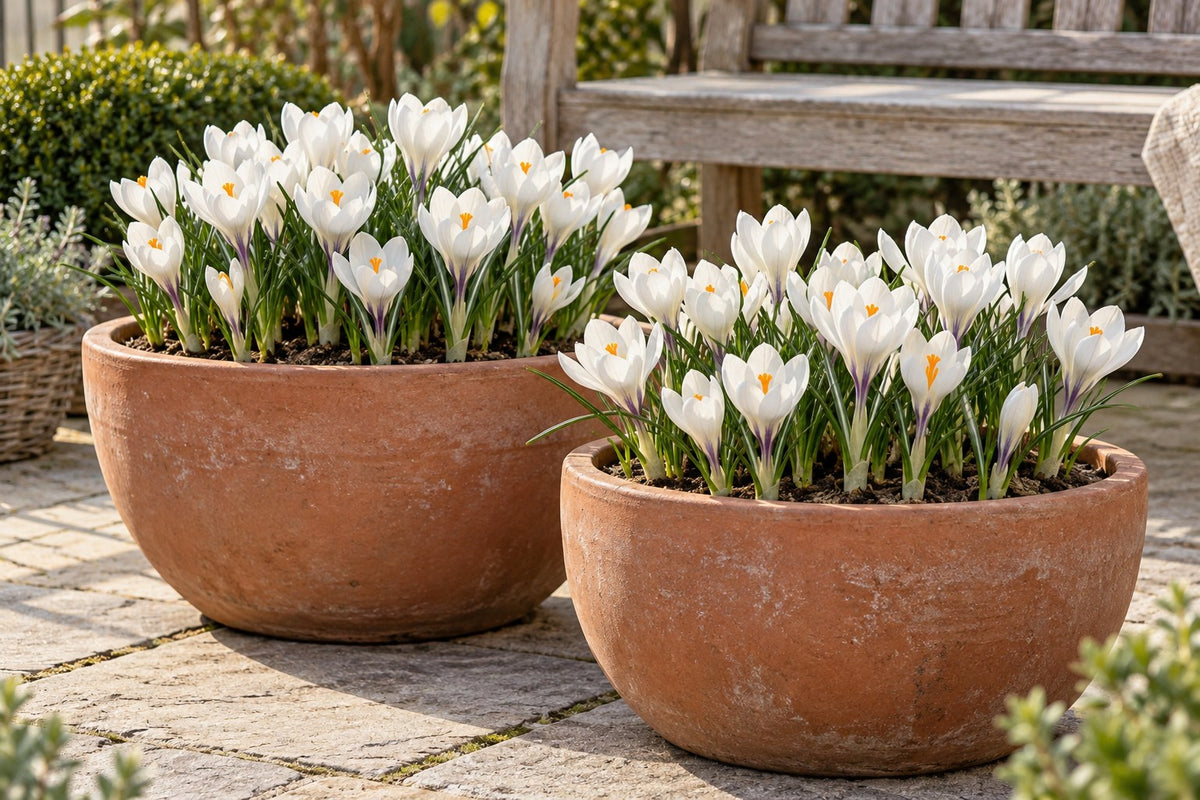Bulbos de crocus White en flor en macetas en una terraza