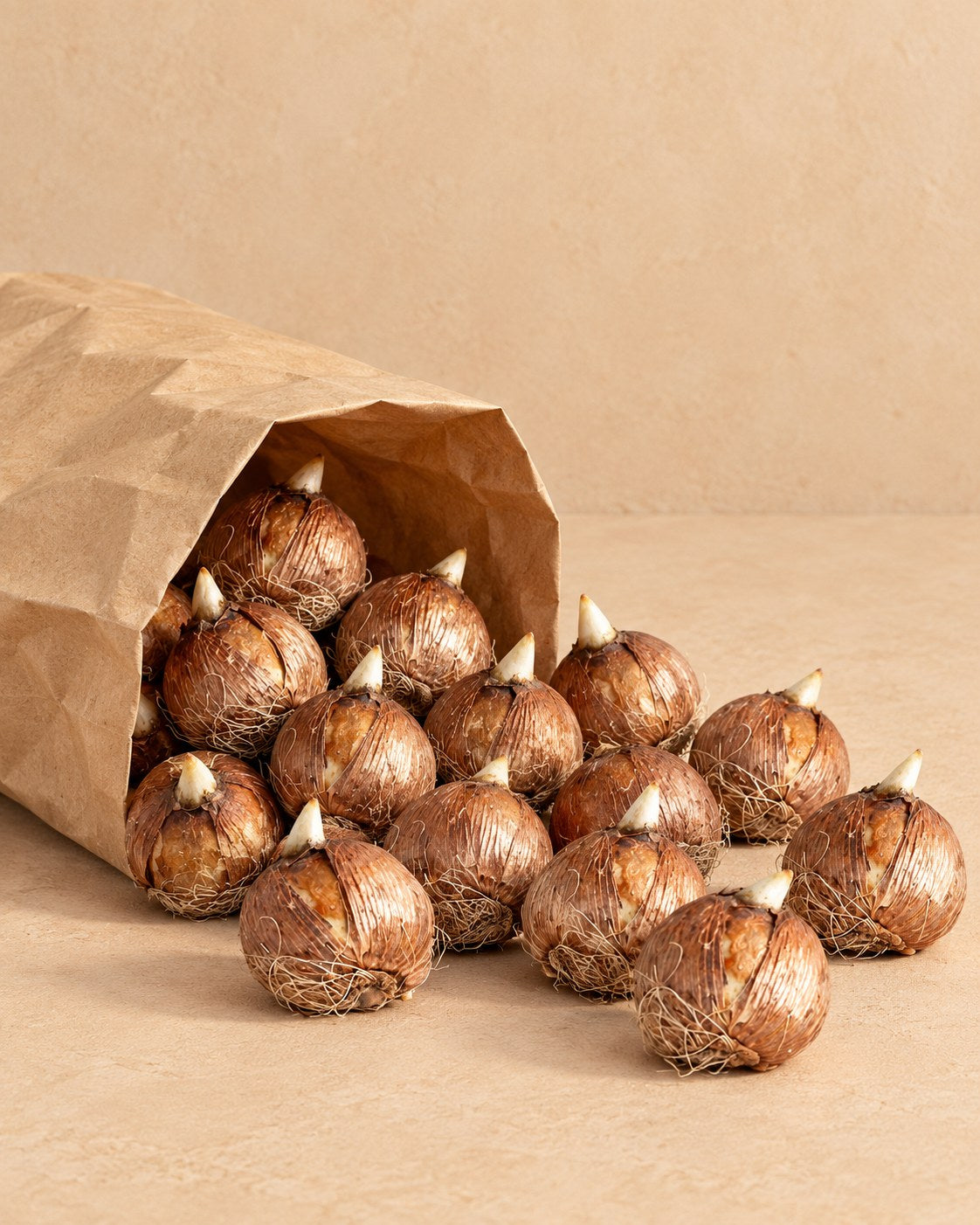 Bulbs of Crocus Bulbs Large-Flowered Mix