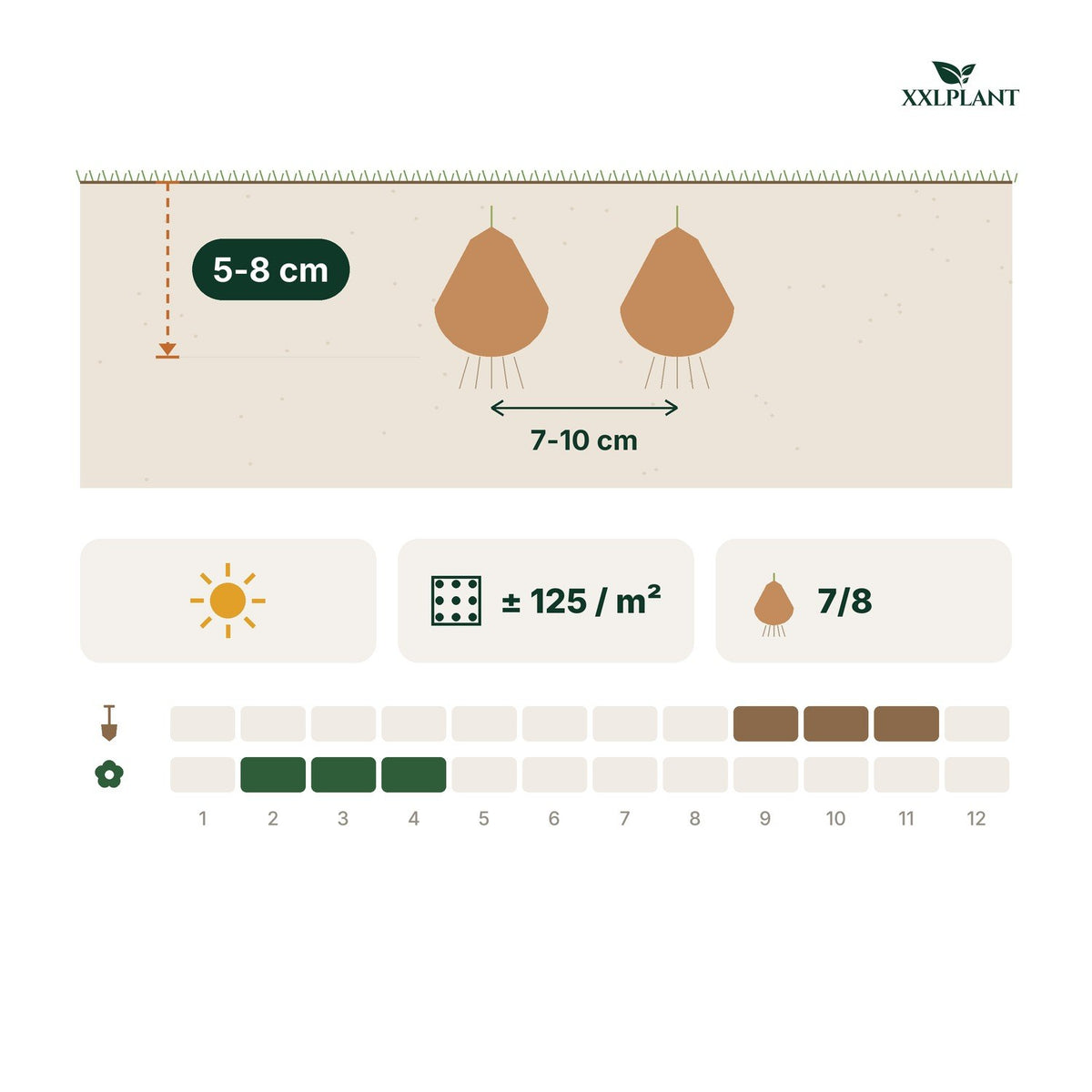 Fiche de plantation Bulbes de crocus mélange : 5-8 cm de profondeur, 7-10 cm d'écart