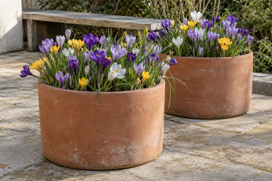 Bulbes de crocus mélange (Crocus)