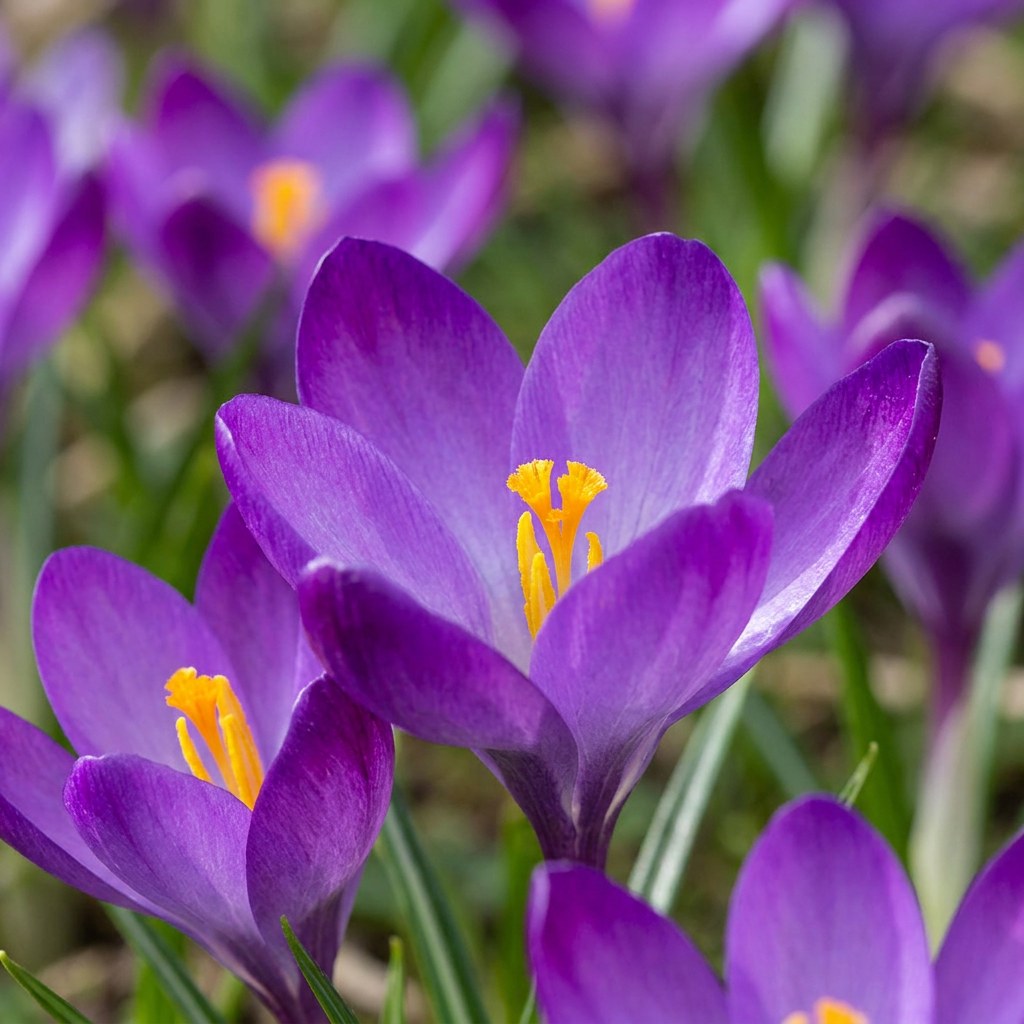 Krokusløg Ruby Giant i blomst