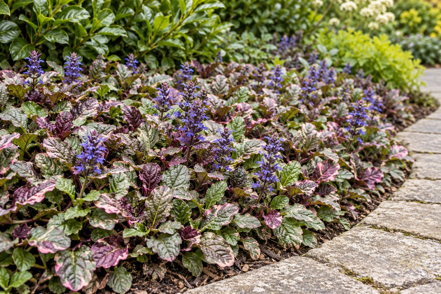 Bugle 'Burgundy Glow' (Ajuga reptans)