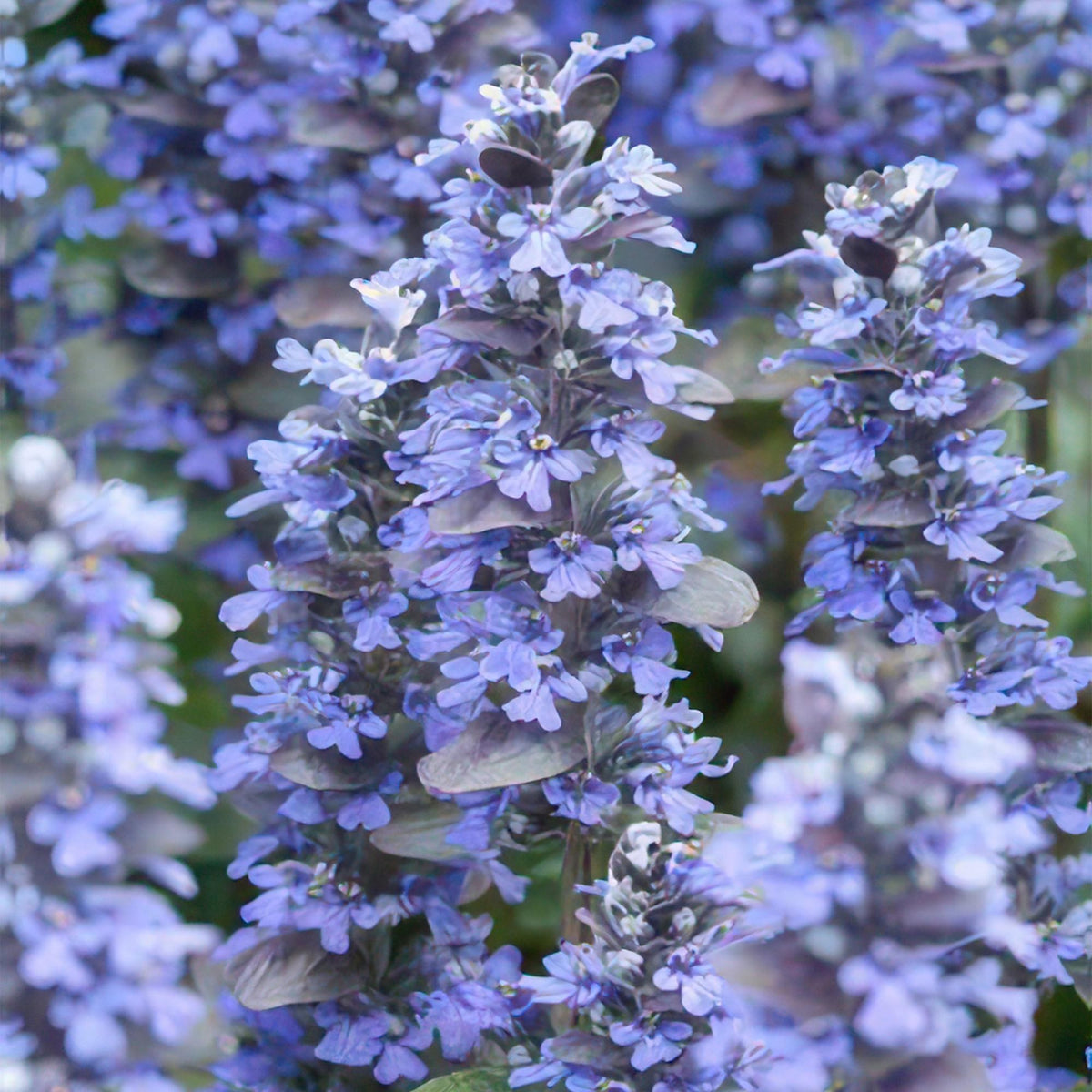 Kruipend zenegroen 'Burgundy Glow' in de tuin