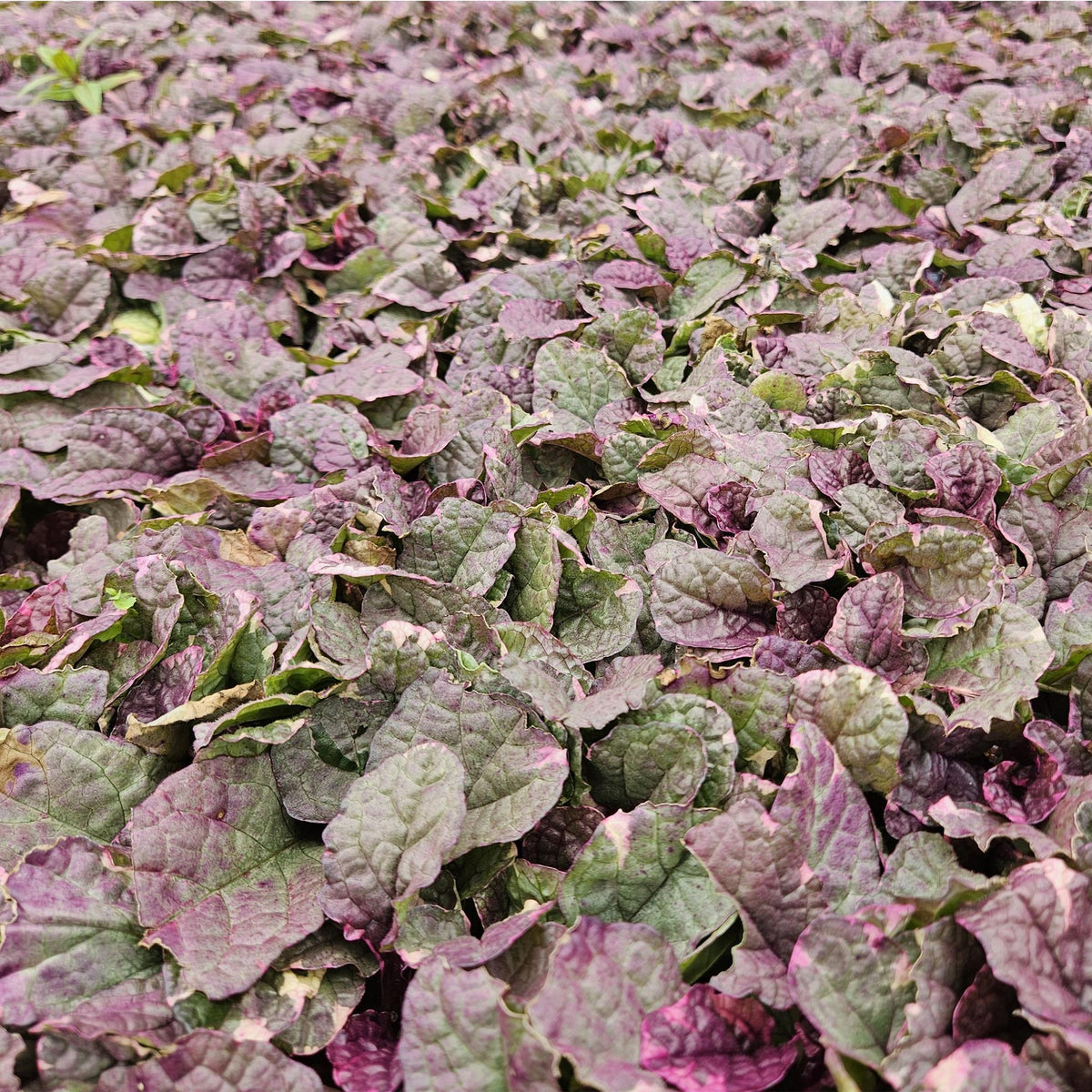 Bugle 'Burgundy Glow' in the garden