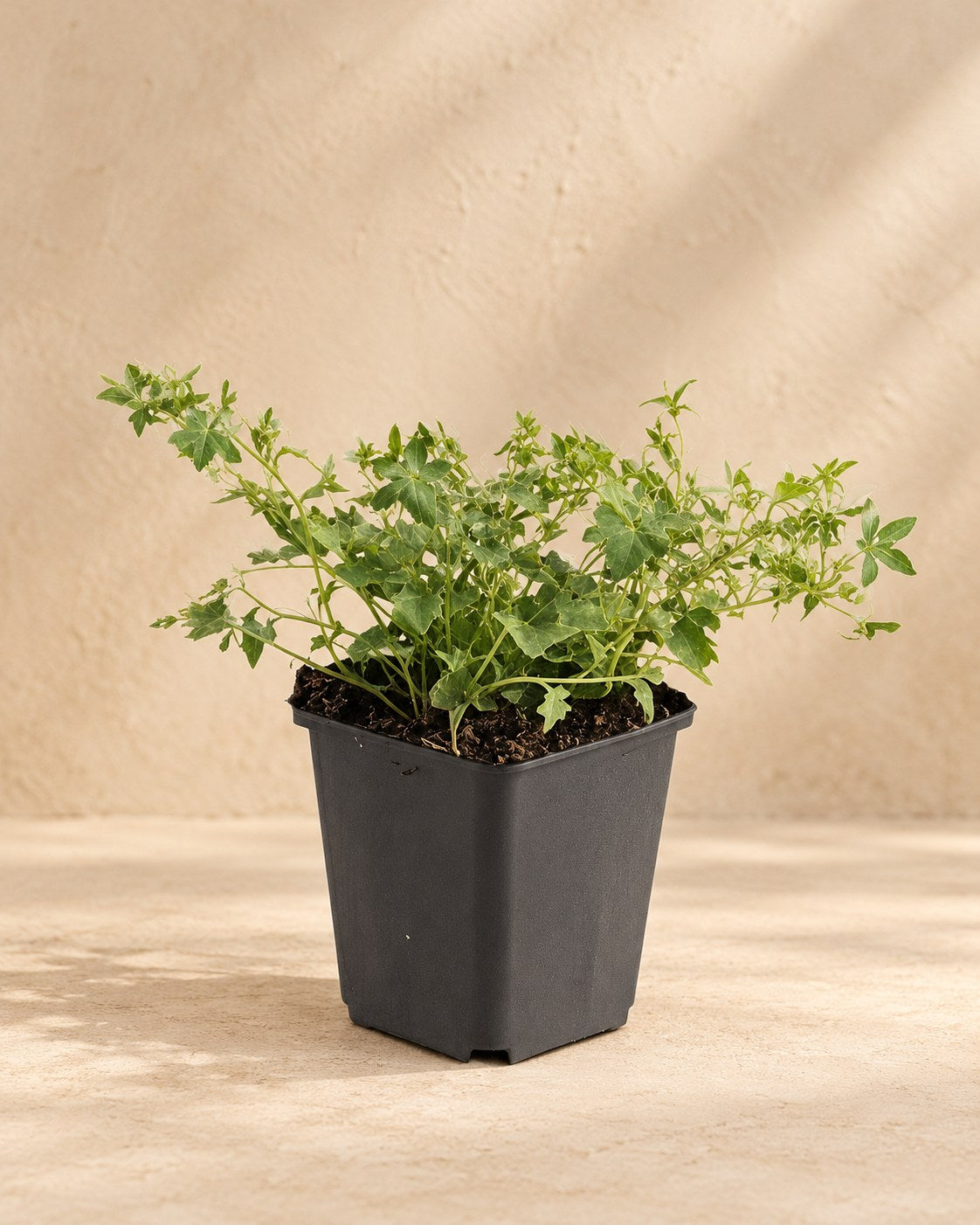 Campanule rampante 'Stella' en pot de culture