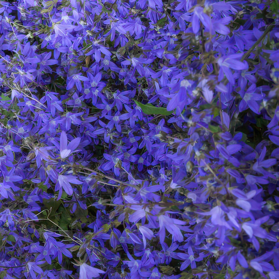 Trailing bellflower 'Stella' (Campanula poscharskyana)